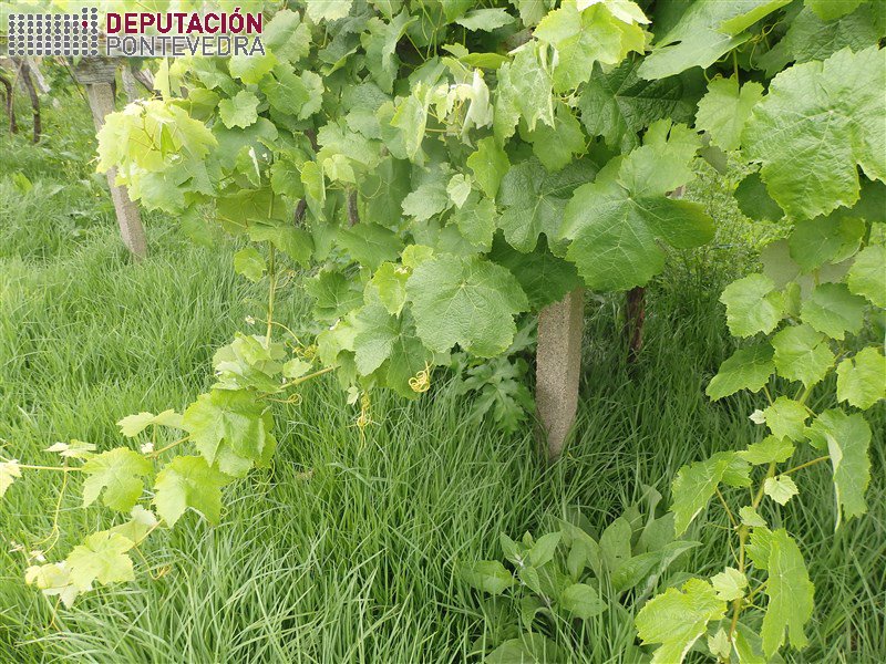 Vid - Grapevine - Vide >> A alta vexetacion do solo dificulta aireacion viñas.jpg